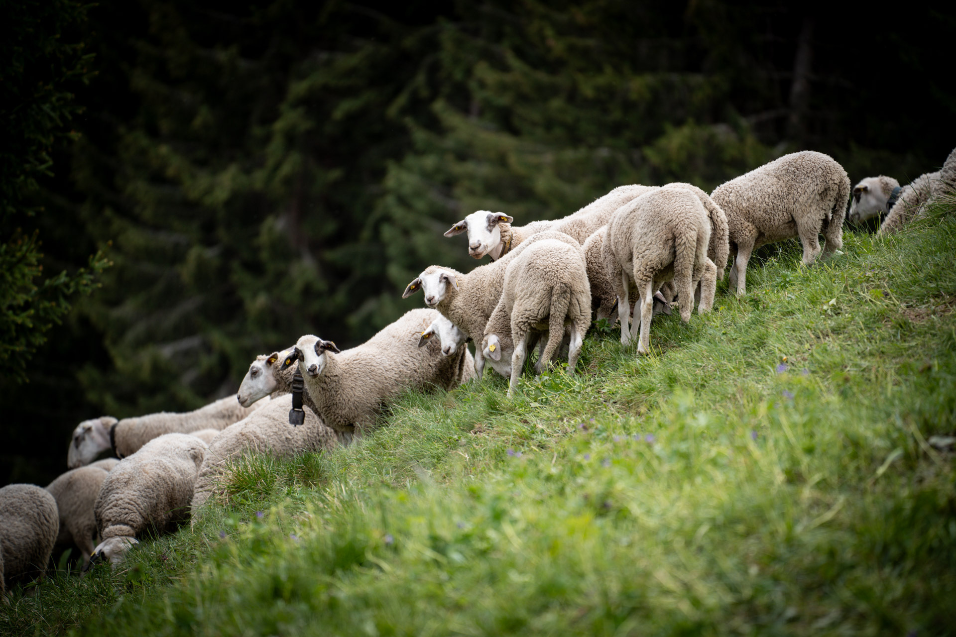 Spiegelschaf Tenna Tweed